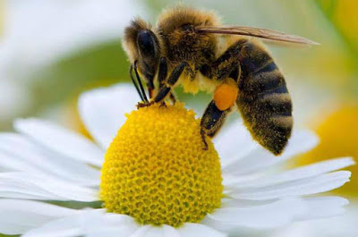 thumbnail -  L'abeille